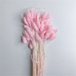 Фаларис светло-розовый, 50-60 шт. Ph_103