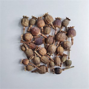 Мак средний россыпь, 30 шт. cDFnQI9Hj9n288IaaesLh3