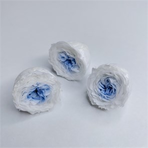 Роза пионовидная мини 3-3,5 см  двухцветная бело-голубая (21) bMXO8Ff2igm1TQ29QjikD2