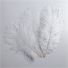 Перья страуса белые 23-27 см, 3 шт. Fth_ow