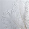 Перья страуса белые 23-27 см, 3 шт. Fth_ow