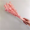 Нигелла розовая N_103