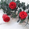 Роза 3-3,5 см темно-красная (21) - фото 5010