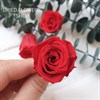 Роза 3-3,5 см темно-красная (21) - фото 5011