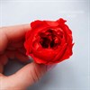 Роза пионовидная 4 см красная (10) - фото 5098