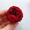 Роза пионовидная 5 см бордо марсала (8) - фото 5142