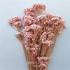 Озотамнус розовый нюд - фото 5587