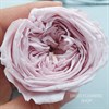 Роза пионовидная 4,5-5 см светло-лиловая (8) - фото 5655