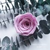 Роза 4-5 см сиреневая лавандовая (10) - фото 5808