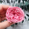 Роза пионовидная 4,5-5 см малиново-розовая (8) - фото 5821