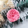 Роза пионовидная 4,5-5 см малиново-розовая (8) - фото 5822