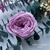 Роза пионовидная 4,5-5 см сиреневая лавандовая (8) - фото 5831
