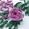 Роза пионовидная 4-5 см фиолетовая черничная (8) - фото 5834