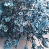 Лимониум васильковый синий - фото 6002
