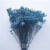 Лимониум васильковый синий - фото 6004
