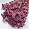 Озотамнус фиолетовый баклажан - фото 6032