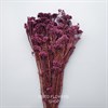 Озотамнус фиолетовый баклажан - фото 6033