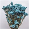 Озотамнус голубой - фото 6170