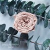 Роза пионовидная мини 3-3,5 см светлый нюд хаки (21) - фото 6192