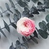 Роза пионовидная мини 3 см двухцветная бело-розовая градиент - фото 6320
