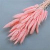 Лагурус 50-60 шт. светло-розовый фламинго - фото 6394