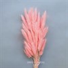 Лагурус 50-60 шт. светло-розовый фламинго - фото 6395