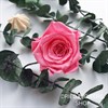 Роза 4-5 см розовая малиновая (10) - фото 6670