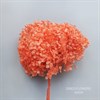 Гортензия персиково-оранжевая - фото 6818