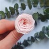 Роза пионовидная мини 3-3,5 см молочно-розовая (21) - фото 6875