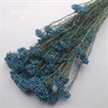 Озотамнус голубой морская волна - фото 7052