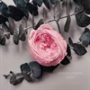 Роза пионовидная 4 см светло-розовая фламинго (10) - фото 7378