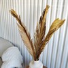 Лист пальмы цикас, 80-100 см - фото 7512