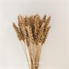 Пшеница золотая, 30 шт. - фото 7575