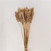 Пшеница золотая, 30 шт. - фото 7578