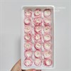 Роза пионовидная мини 3 см двухцветная розово-белая - фото 7757