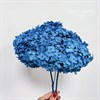 Гортензия сине-голубая - фото 7783