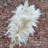 Пампасная трава шелковистая белая - фото 7921