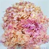 Гортензия градиентная персиково-розовая - фото 7940