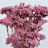 Озотамнус темно-розовый - фото 7954