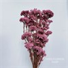 Озотамнус темно-розовый - фото 7957