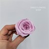 Роза 4-5 см розово-лиловая восход (10) - фото 8004