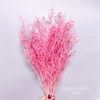 Кермек розовый фламинго - фото 8071