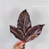 Листья магнолии коричневые шоколадные, 10 шт. - фото 8114