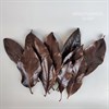 Листья магнолии коричневые шоколадные, 10 шт. - фото 8115