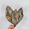 Листья магнолии бронзовые, 10 шт. - фото 8119