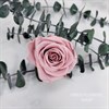 Роза 4-5 см светло-розовый нюд (10) - фото 8227