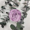 Роза пионовидная мини 3-3,5 см сиреневая лавандовая светлая (21) - фото 8283