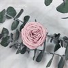 Роза пионовидная мини 3-3,5 пудровый нюд (21) - фото 8291