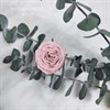 Роза пионовидная мини 3-3,5 пудровый нюд (21) - фото 8292