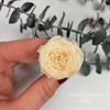 Роза пионовидная мини 3-3,5 см персиковая шампань - фото 8298